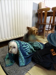 sized 1024 Lentewandeling 2015 034